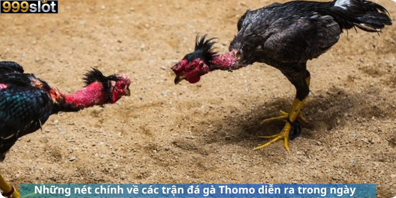 Những nét chính về các trận đá gà Thomo diễn ra trong ngày