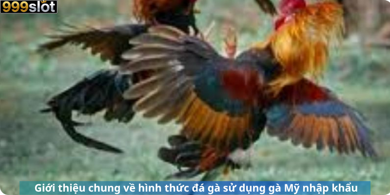Giới thiệu chung về hình thức đá gà sử dụng gà Mỹ nhập khẩu