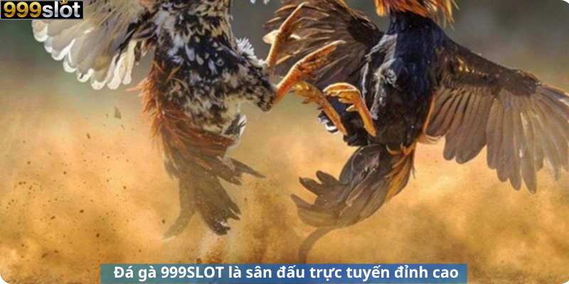 Đá gà 999SLOT là sân chiến trực tuyến đỉnh cao