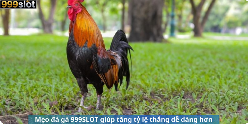 Mẹo đá gà 999SLOT giúp tăng tỷ lệ thắng dễ dàng hơn